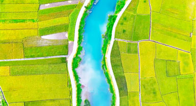 豐收畫卷!秋染稻田像絕美油畫